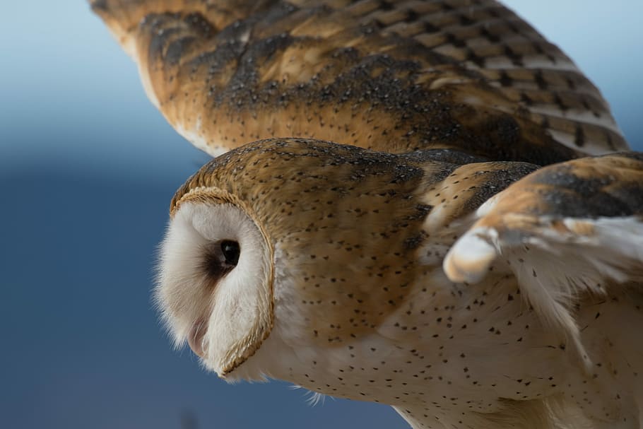 white and brown owl flying selective focus photography, brown and white owl, HD wallpaper