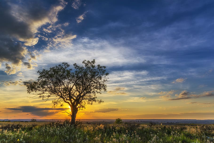 green leafed tree during sunset, horizon, cloud landscape, sky sun HD wallpaper