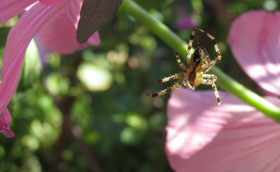 spider, macro, nature, garden, invertebrate, plant, flower HD wallpaper