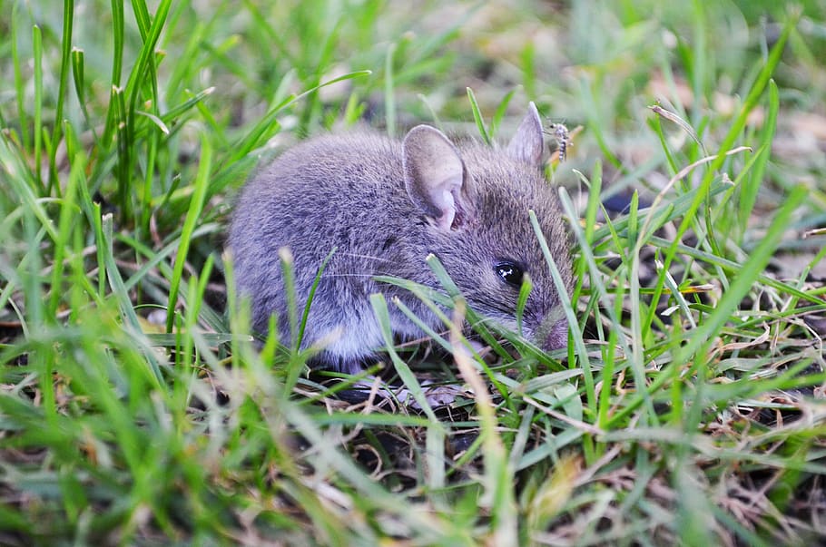 cute, grey mouse, mosquito, wildlife, animal, baby mouse, grey baby mouse.