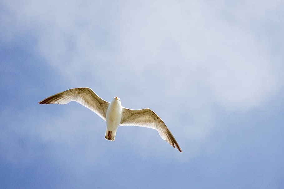 seagull, bird, from the bottom, flight, fly, coast, seevogel HD wallpaper