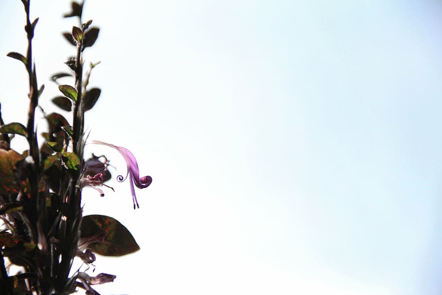 wilting, elegant, graceful, delicate, houseplants, blooming HD wallpaper