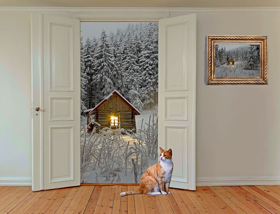 short-coated orange and white cat, room, space, door, room door, HD wallpaper
