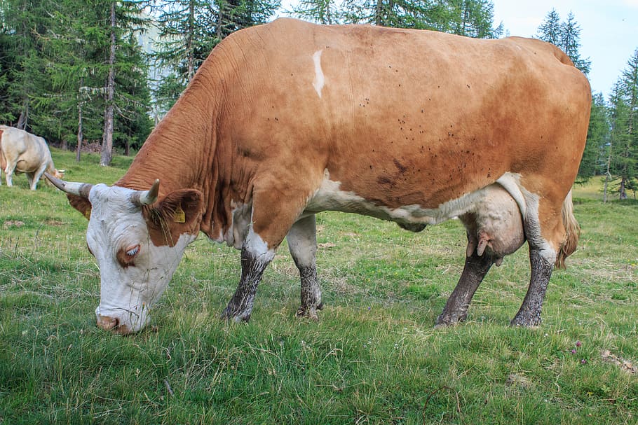 Cattle, Cows, Alm, Animal, Pasture, milk cow, agriculture, livestock HD wallpaper