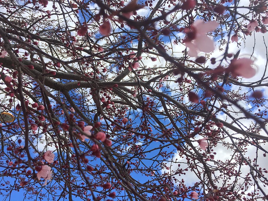branch, tree, cherry, season, flora, plant, low angle view HD wallpaper