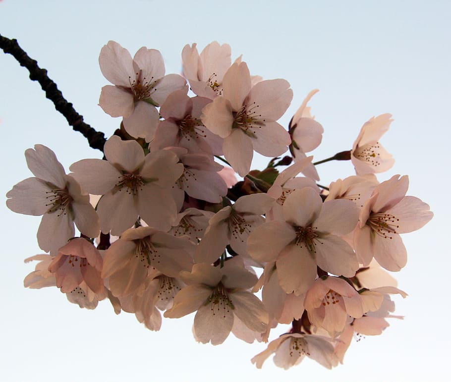 Flowers, Apple, Spring, Close, close on, natural, nature, plant HD wallpaper