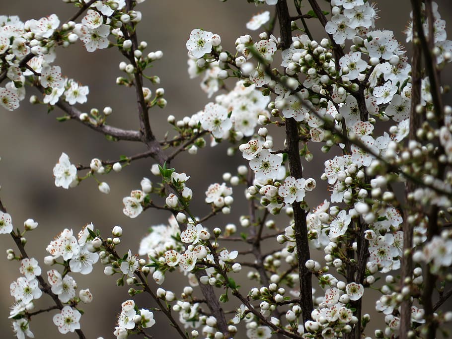 selective focus photography white cherry blossom, selective focus photography of white petaled flowers HD wallpaper