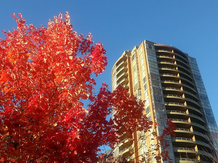 maple leafe, colour, nature, architecture, tree, building exterior HD wallpaper