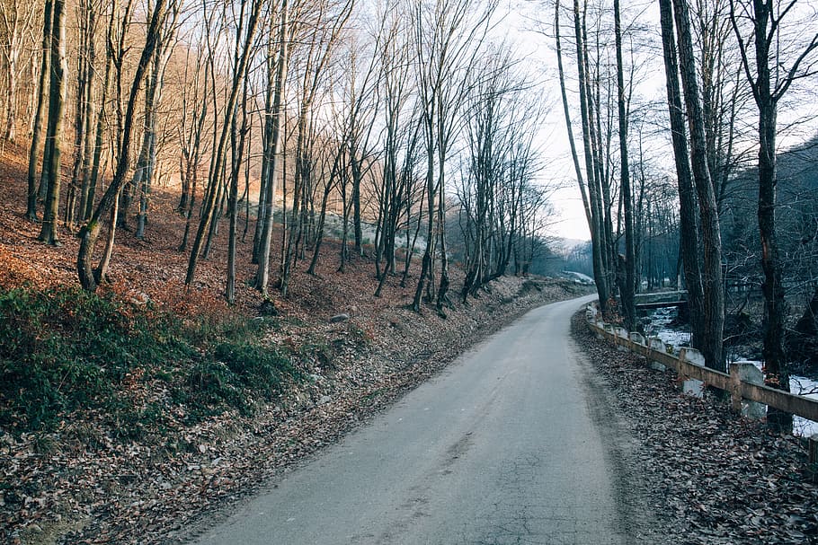 path, road, trees, plant, nature, leaf, fall, outdoor, the way forward HD wallpaper