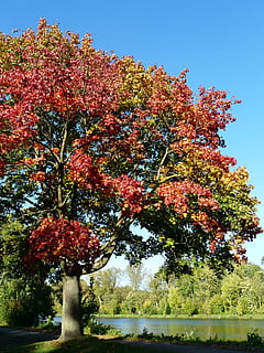 maple tree, autumn, fall foliage, october, fall color, autumn colours HD wallpaper
