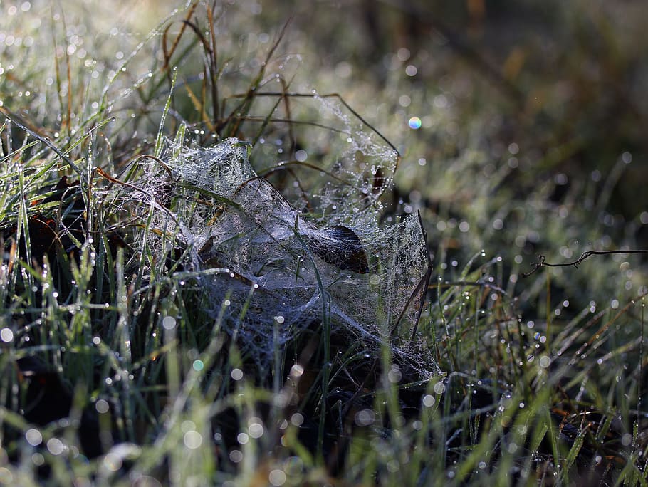 grass, frozen, drops, plant, nature, animal wildlife, animal themes HD wallpaper