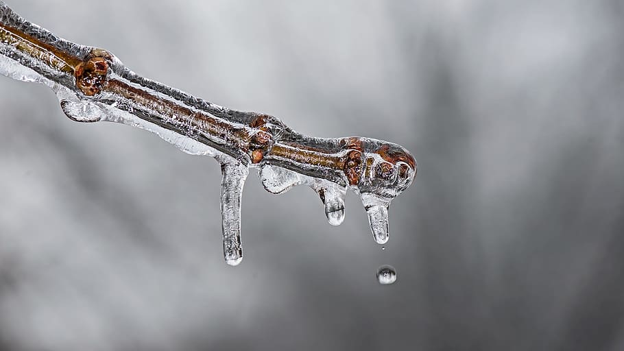 ice, winter, cold, frozen, nature, cool, weather, tree, branch HD wallpaper