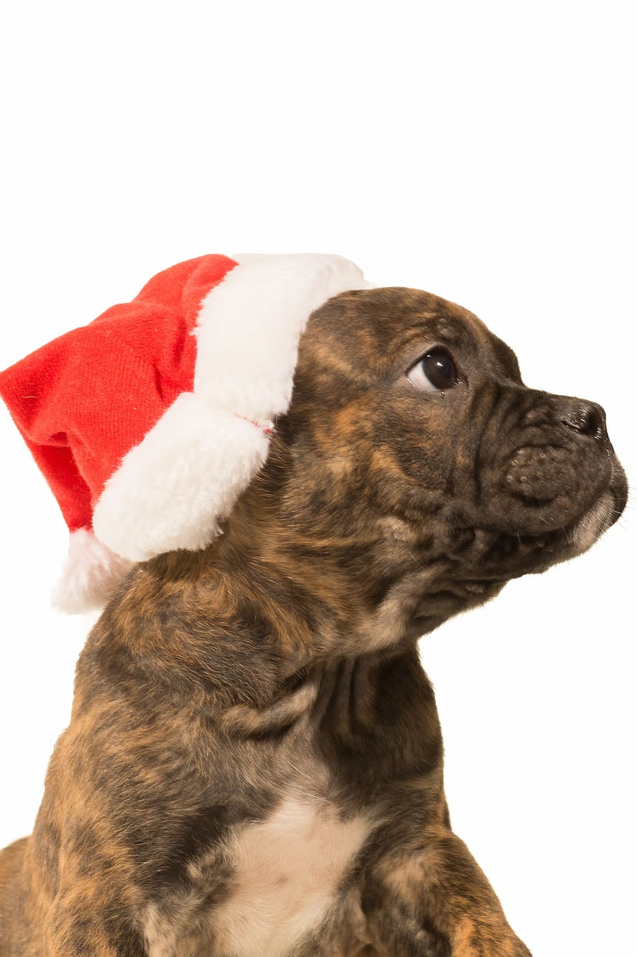 tan brindle and white American bully puppy, bulldog, christmas, HD wallpaper