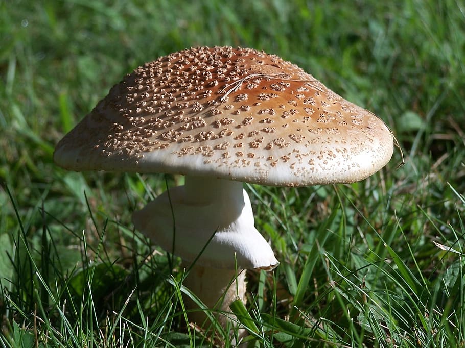 Mushroom, Water, Field, Eat, Food, rain, nature, wild, grass HD wallpaper