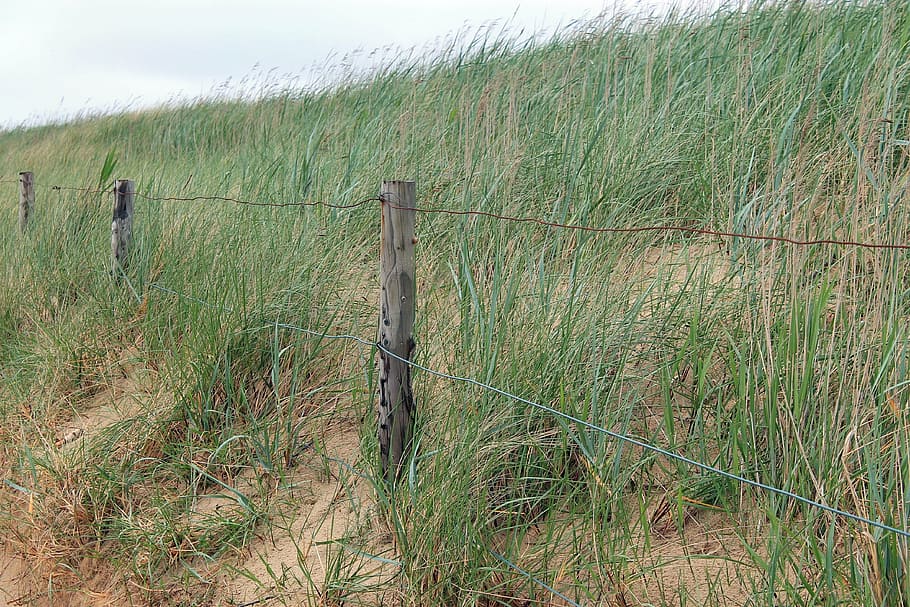 grass, landscape, dune, beach, sea, nature reserve, north sea HD wallpaper