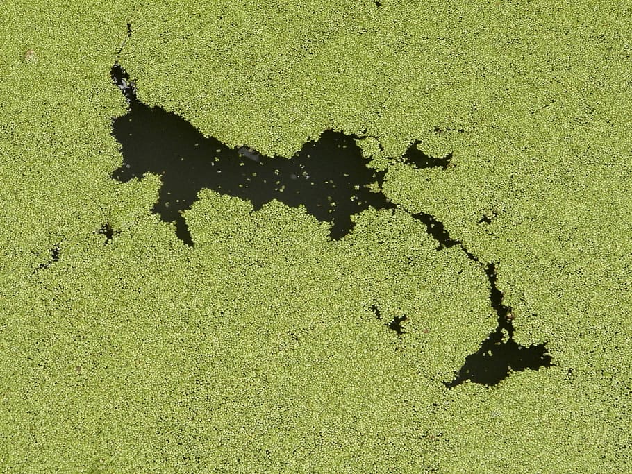 algae on body of water, Algae, Green, Weed, Plants, surface HD wallpaper