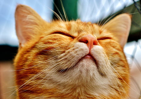 orange cat with white wisk, mackerel, funny, red, tiger cat HD wallpaper