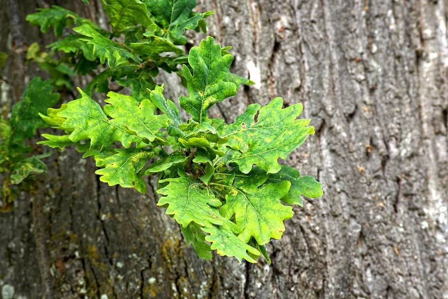 oak leaves, tree, green, nature, emerge, bark, structure, leaf HD wallpaper