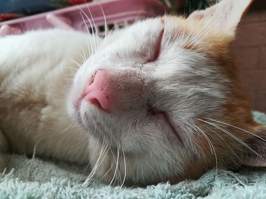 sleeping cat, cute, animals, domestic cat, mammal, feline, domestic animals HD wallpaper