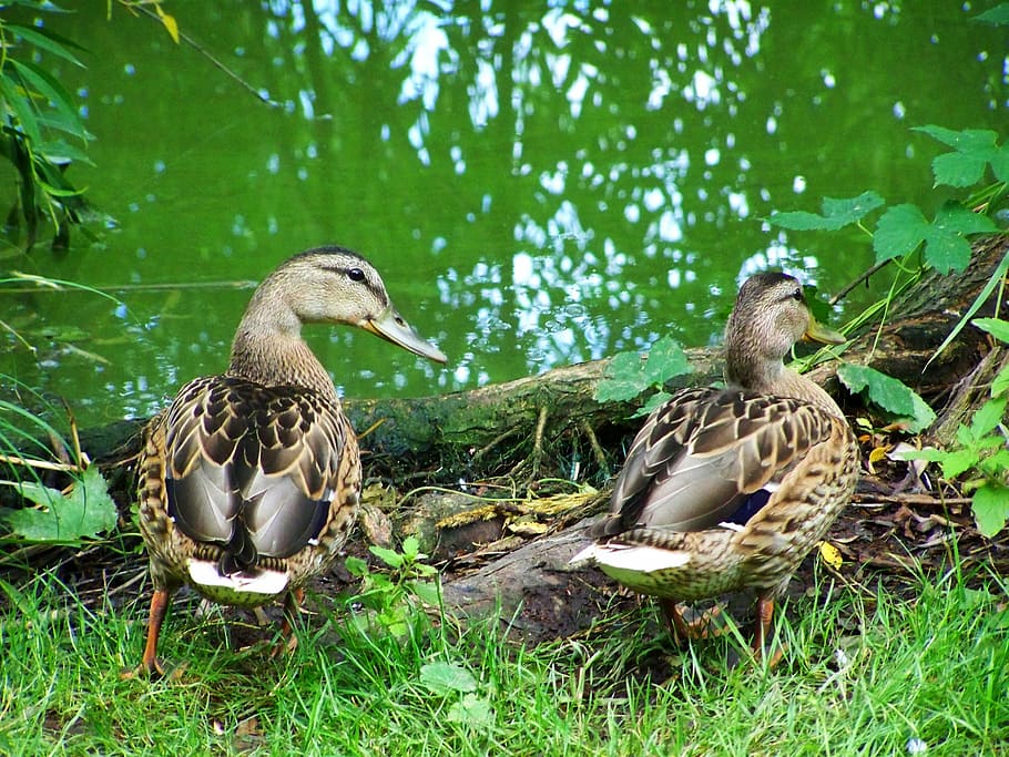 Mallards, Waterfowl, Nature, bird, young bird, animals in the wild HD wallpaper