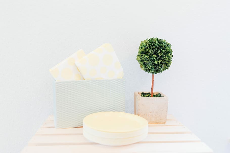 green leaf plant near box and container, green potted plant on white table HD wallpaper
