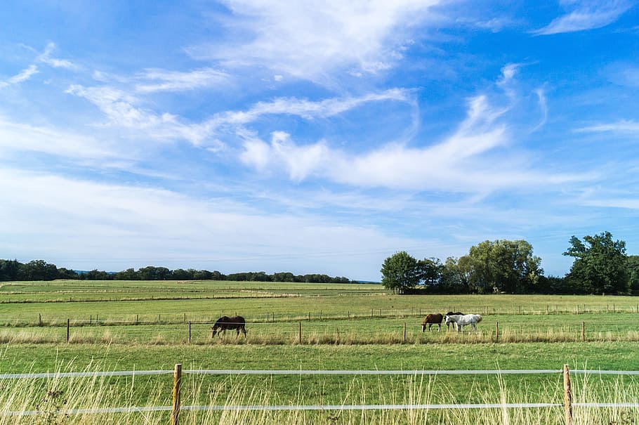 Sky, Clouds, Wind, Nature, Landscape, green, campaign, blue sky HD wallpaper
