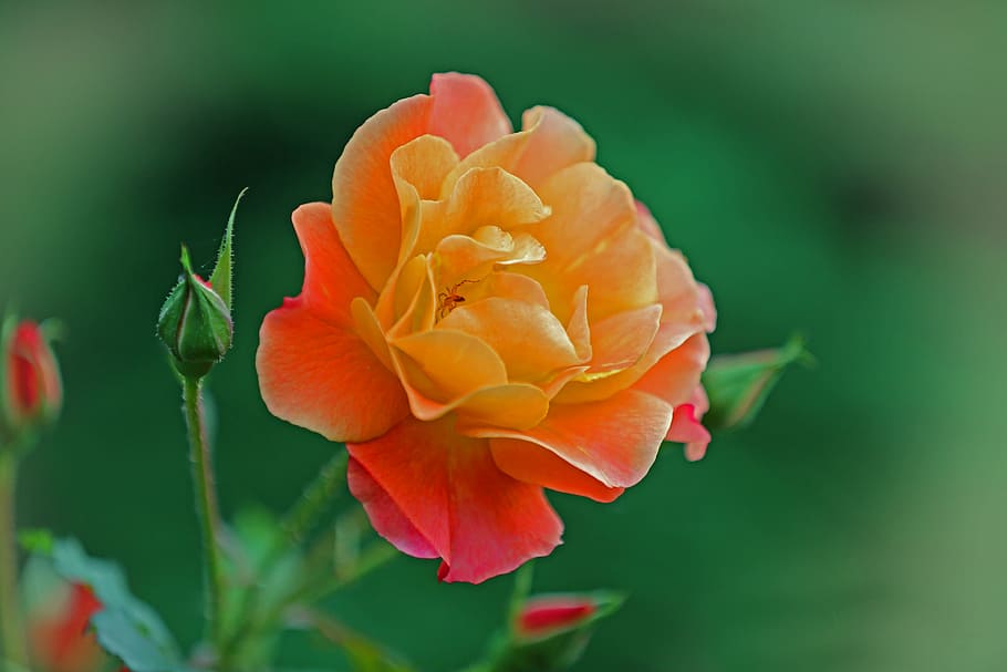 close-up photography of orange petaled flower, plant, nature