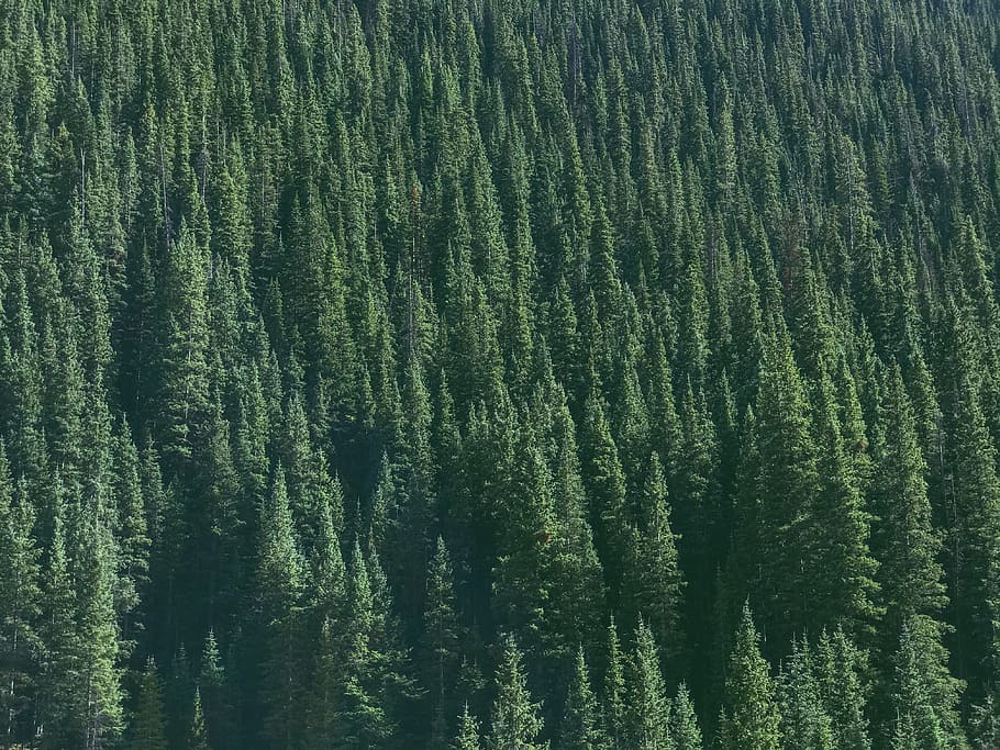 aerial photography of green tree, aerial photography of green spruce trees HD wallpaper