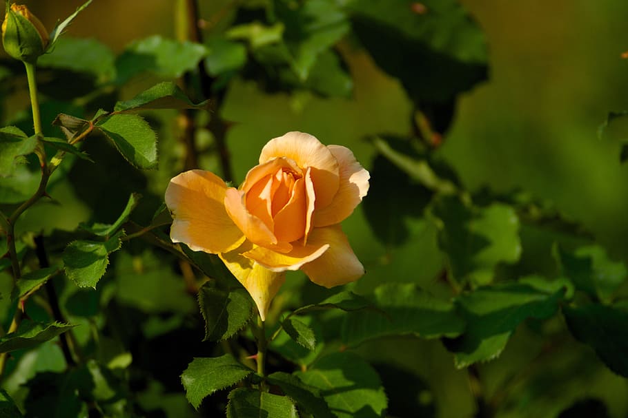 flower, rose, orange, flowering plant, petal, beauty in nature HD wallpaper