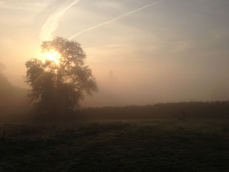 Field, Dawn, Tree, Mist, Fog, Sunrise, sky, morning, summer HD wallpaper