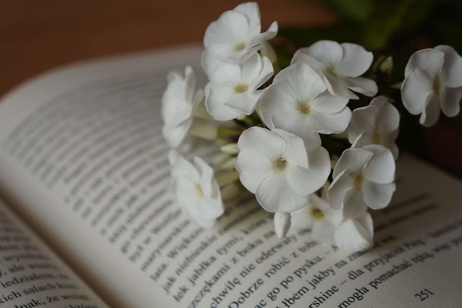Book, White, Flowers, no people, white color, close-up, rose - flower HD wallpaper