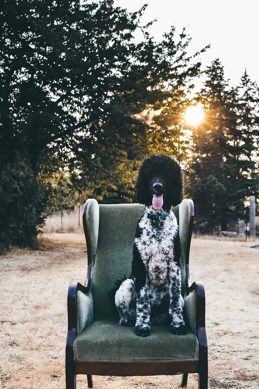 black poodle on gray armchair, adult black and white standard poodle sitting on green and brown wooden frame wing chair near trees at daytime, HD wallpaper