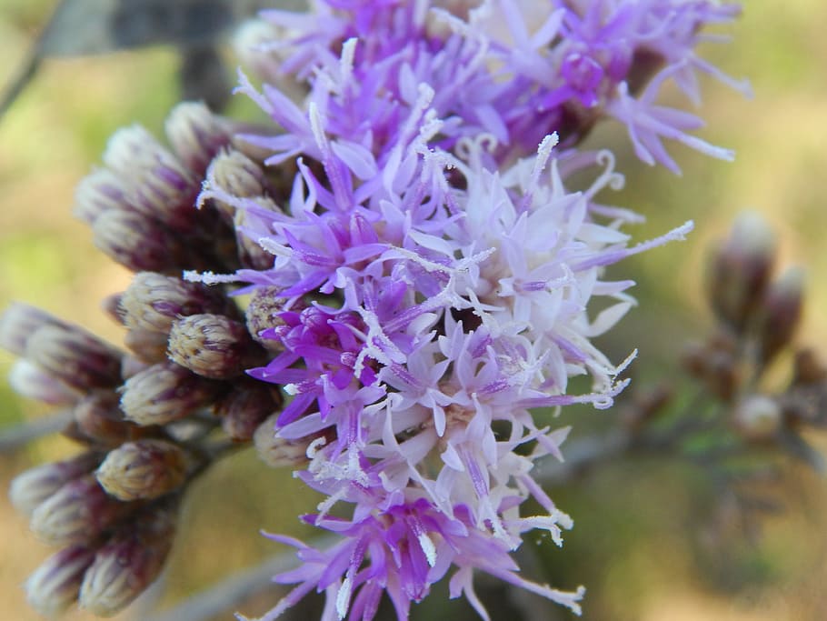 Flower, Wild, Lilac, Macro, plant wildlife, detail, close-up HD wallpaper