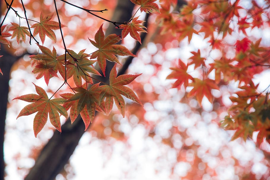 red leaves, autumn, tree, maple, leaf, plant part, branch, beauty in nature HD wallpaper