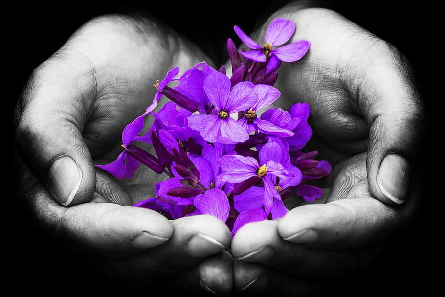purple petaled flower on person's open palm, hands, color, skin HD wallpaper