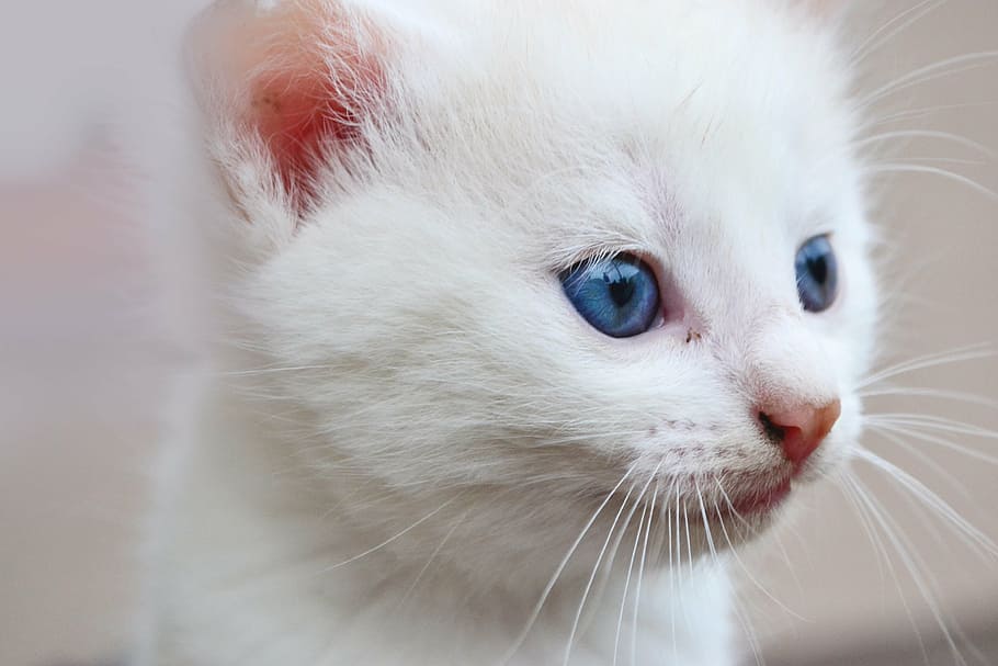closeup photo of Persian kitten, cat, blue eyes, animal, fur