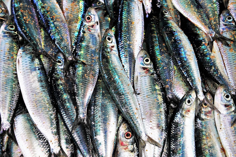 Sardines 1080P, 2K, 4K, 5K HD wallpapers free download | Wallpaper Flare