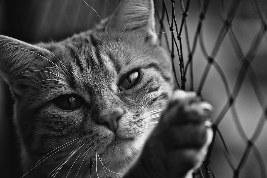 Cat holding on fence in grayscale photography, black and white, HD wallpaper
