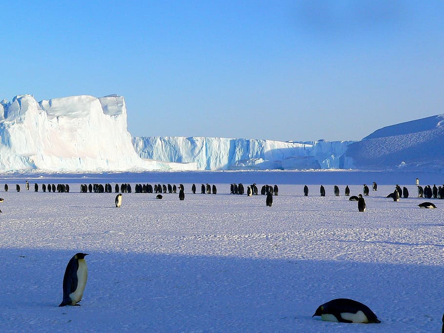 Colony of Penguins in Antarctica, birds, photo, ice, iceberg
