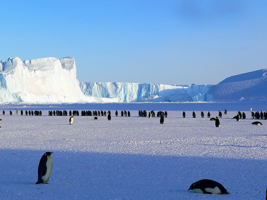 group of penguins surrounded with glacier, emperor, antarctic