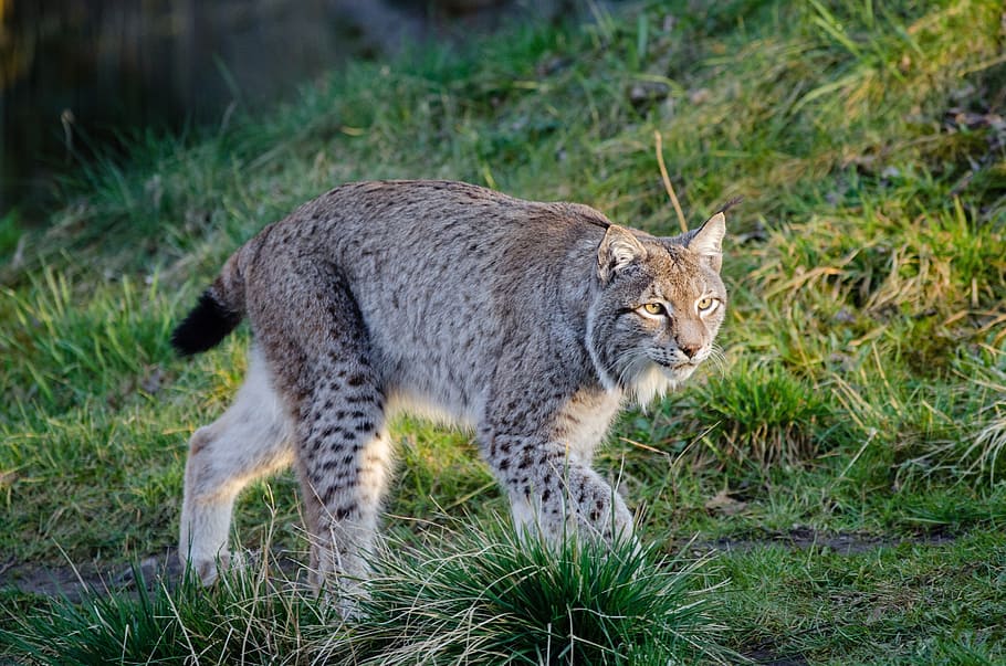feline animal on grass, Lynx, Bobcat, Wildlife, Predator, Nature HD wallpaper