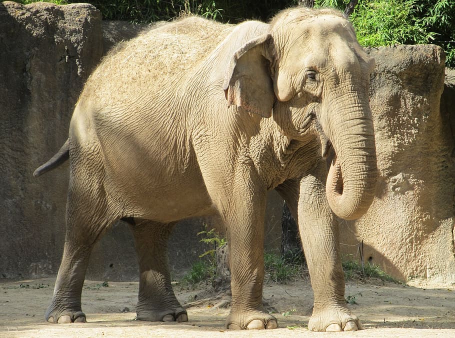 elephant, zoo, standing, big, trunk, eating, feeding, portrait, HD wallpaper