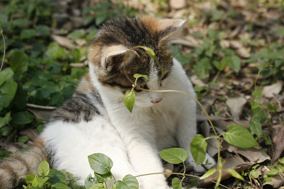 sunshine, kitty, paw, animal themes, one animal, vertebrate HD wallpaper