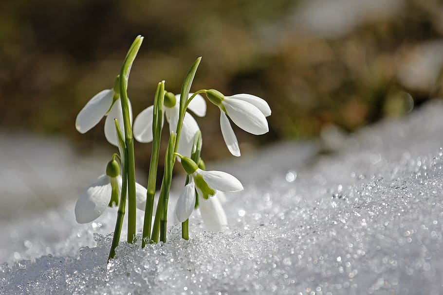 selective focus photography of white petaled flower, spring HD wallpaper