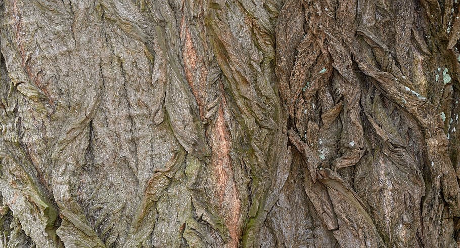 bark, tree, tree bark, nature, structure, plane, tribe, background HD wallpaper