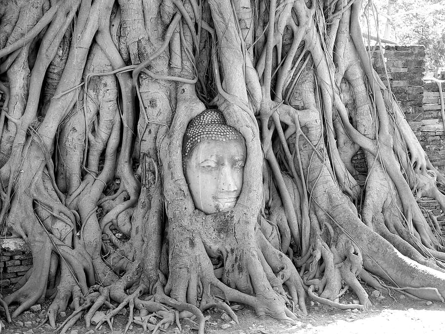 Ayutthaya, Temple, religion, spirituality, root, sculpture HD wallpaper