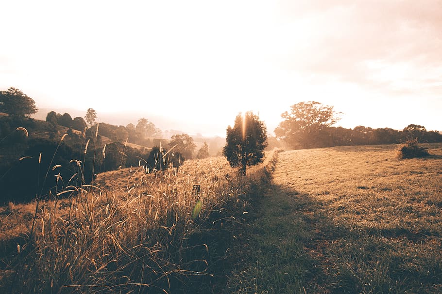 light, tree, landscape, plant, sky, beauty in nature, environment HD wallpaper
