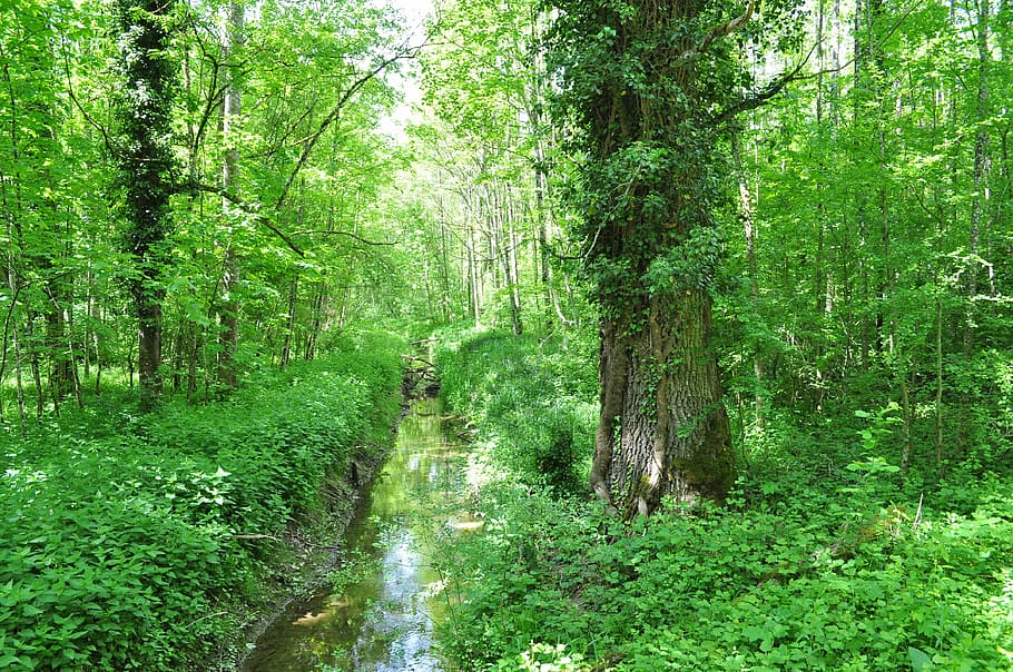 spring, nature, forest, mood, tree, plant, green color, land HD wallpaper