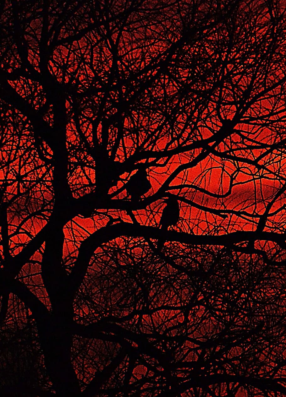 Tree, Sunset, Kahl, branch, bare tree, silhouette, nature, night HD wallpaper