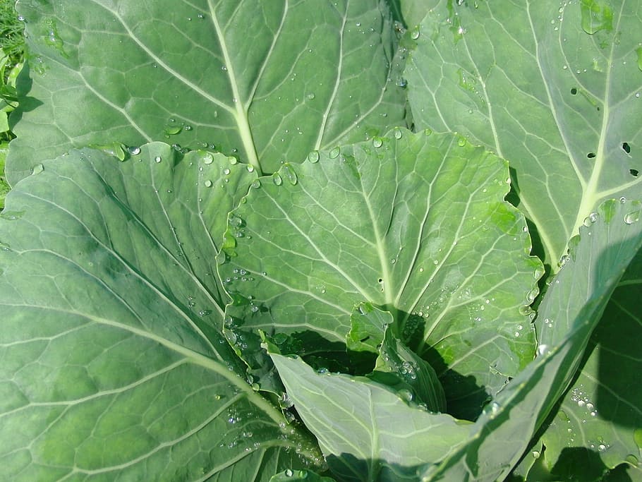 cabbage, cabbage leaves, vegetables, vegetable garden, dacha HD wallpaper